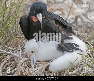 magnificent frigate bird (Fregata magnificens), with large chick at Genovesa, Ecuador, Galapagos Islands Stock Photo