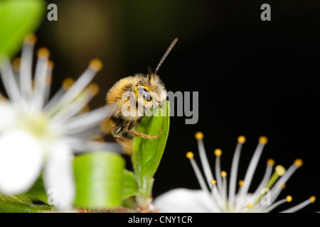 wild bee on a cherry tree, Germany Stock Photo