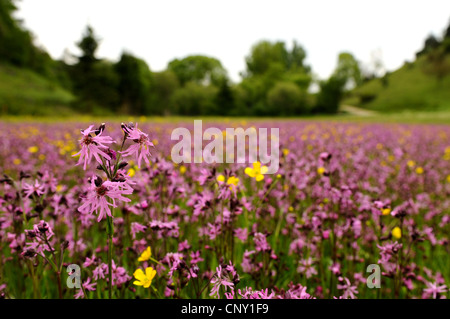 meadow campion, ragged-robin (Lychnis flos-cuculi, Silene flos-cuculi), blooming in a meadow, Germany, Bavaria, Upper Palatinate Stock Photo