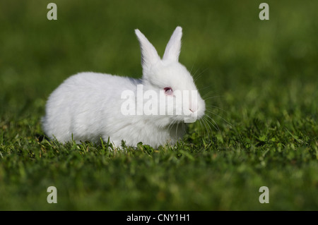 white bunny in a meadow, Germany Stock Photo