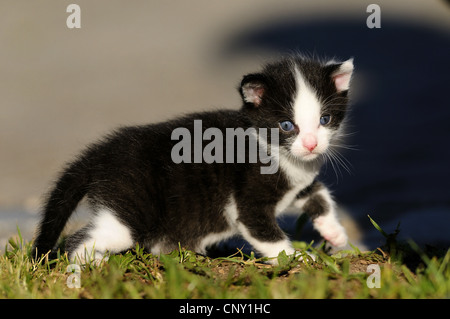 domestic cat, house cat (Felis silvestris f. catus), black and white kitten in a meadow, Germany Stock Photo