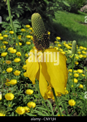 Upright Prairie Coneflower, Mexican Hat (Ratibida columnifera), blooming Stock Photo