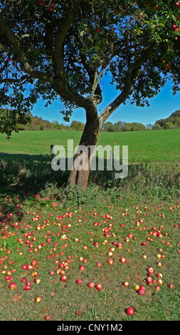 apple tree (Malus domestica), windfall under an apple tree, Germany Stock Photo