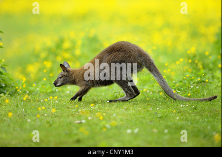 red-necked wallaby, Bennetts Wallaby (Macropus rufogriseus, Wallabia rufogrisea), walking across a meadow Stock Photo