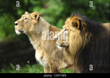 Asiatic lion (Panthera leo persica), pair Stock Photo