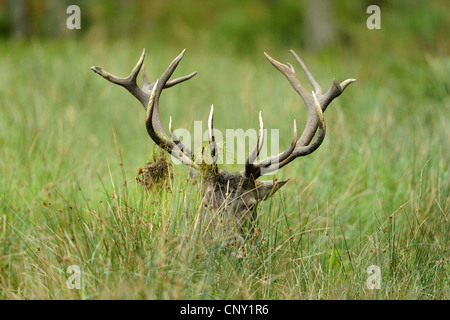 red deer (Cervus elaphus), stag lying in grass, Germany, Hesse Stock Photo