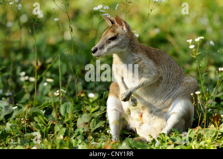 agile wallaby, sandy wallaby (Macropus agilis, Wallabia agilis), female Stock Photo