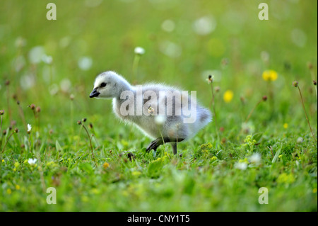 barnacle goose (Branta leucopsis), chick in a meadow, Germany, Bavaria Stock Photo