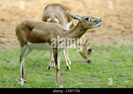 blackbuck (Antilope cervicapra), grazing Stock Photo
