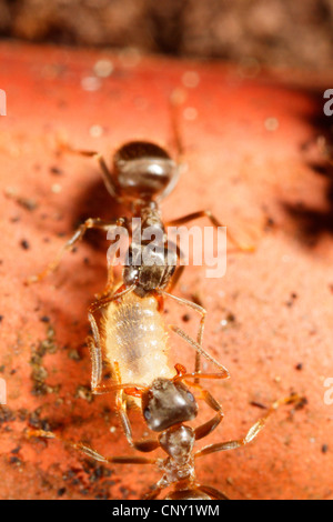 black ant, common black ant, garden ant (Lasius niger), two black garden ants transport a pupa, Germany, Bavaria, Eckental Stock Photo