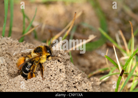 hairy-legged bees (Dasypoda spec.), at her nest, Germany, Bavaria Stock Photo