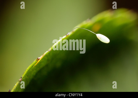 green lacewings (Chrysopidae), The egg of a lacewing, as typically seen on a long stalk, Germany, Bavaria Stock Photo