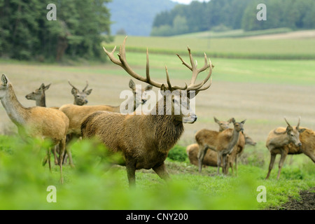 red deer (Cervus elaphus), pack of red deers standing in meadow at forest edge, Germany, Bavaria, Upper Palatinate Stock Photo