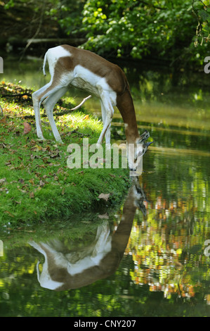 Mhorr gazelle (Gazella dama mhorr), drinking from a pond Stock Photo