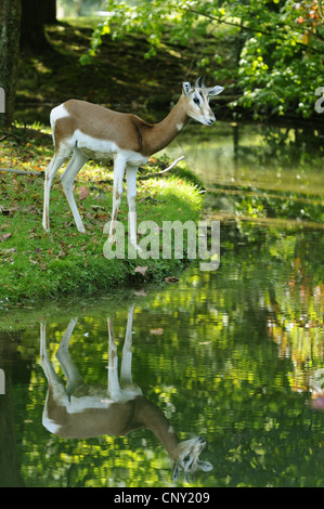 Mhorr gazelle (Gazella dama mhorr), standing at a pond Stock Photo