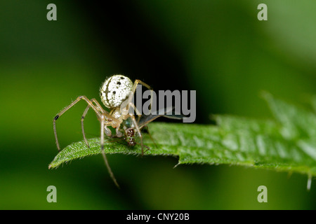 Enoplognatha ovata (Enoplognatha ovata), male tries to capture an aphid, Germany, Bavaria Stock Photo