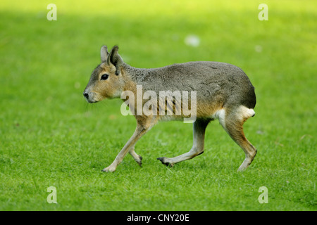 Patagonian cavy (Dolichotis patagonum), in a meadow Stock Photo