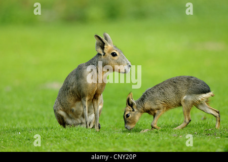 Patagonian cavy (Dolichotis patagonum), with pup in a meadow Stock Photo