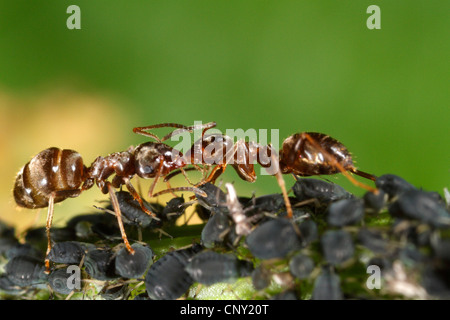 black bean aphid, blackfly (Aphis fabae), Black garden ant (Lasius niger) sharing honey dew from black bean aphid, Aphis fabae, Germany, Bavaria Stock Photo