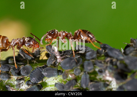 black bean aphid, blackfly (Aphis fabae), Black garden ant (Lasius niger) sharing honey dew from black bean aphid, Aphis fabae, Germany, Bavaria Stock Photo