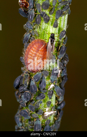 Platynaspis luteorubra (Platynaspis luteorubra), larva feeding on aphids, Germany, Bavaria Stock Photo