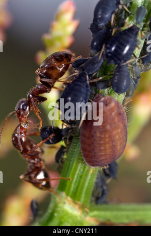 Platynaspis luteorubra (Platynaspis luteorubra), larva feeding on aphids ignored by black ant, Germany, Bavaria Stock Photo