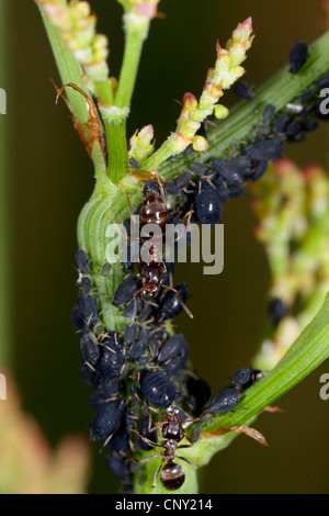 black bean aphid, blackfly (Aphis fabae), Black garden ants milking black bean aphid (Aphis fabae), Germany, Bavaria Stock Photo