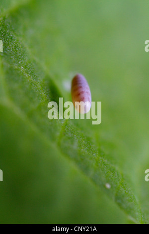 green lacewings (Chrysopidae), The egg of a lacewing, as typically seen on a long stalk, Germany, Bavaria Stock Photo