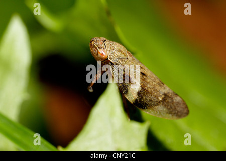 Alder froghopper (Aphrophora alni), sitting on a leaf, Germany, Bavaria Stock Photo