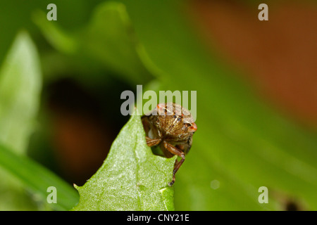 Alder froghopper (Aphrophora alni), sitting on a leaf, Germany, Bavaria Stock Photo
