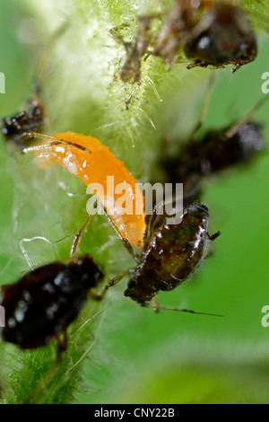 Aphid Predatory Midge (Aphidoletes aphidimyza), larva of the Aphid Predatory Midge feeding on aphids, Aaphis spec., Germany, Bavaria Stock Photo