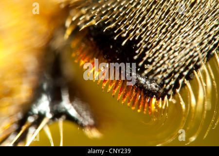 honey bee, hive bee (Apis mellifera mellifera), hind leg for collecting pollen, Germany