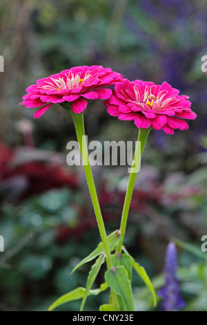 Zinnia, Youth-and-old age, Common Zinnia (Zinnia spec.), blooming Stock Photo