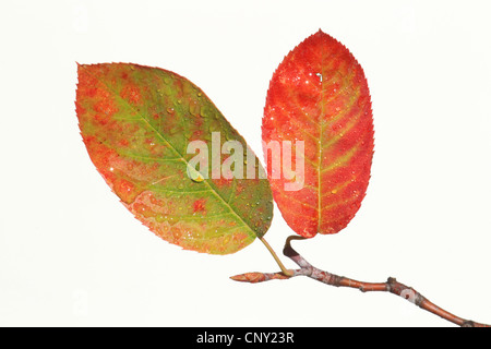 Lamarck's Serviceberry (Amelanchier lamarckii), autumn leaves with water drops Stock Photo