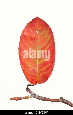 Lamarck's Serviceberry (Amelanchier lamarckii), autumn leaf at a twig Stock Photo