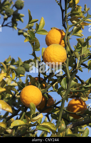 trifoliate orange (Poncirus trifoliata), fruits Stock Photo