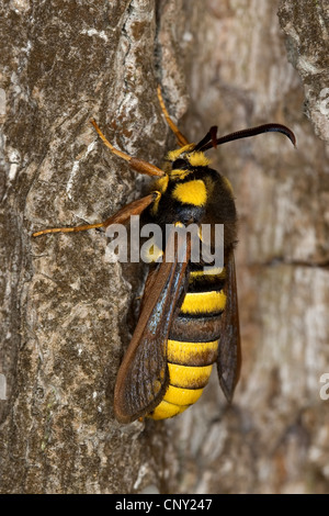 Hornet Moth, Hornet Clearwing (Sesia apiformis, Aegeria apiformis), sittin at atrre trunk, Germany Stock Photo