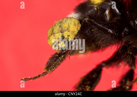 bumble bee (Bombus terrestris oder Bombus lucorum), hind leg for collecting pollen, Germany