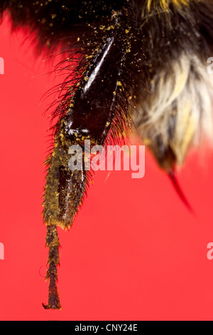 bumble bee (Bombus terrestris oder Bombus lucorum), hind leg of a worker bee for collecting pollen, Germany