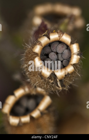 red campion (Silene dioica), seeds in a vessel, Germany Stock Photo