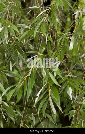 White willow (Salix alba), branch, Germany Stock Photo