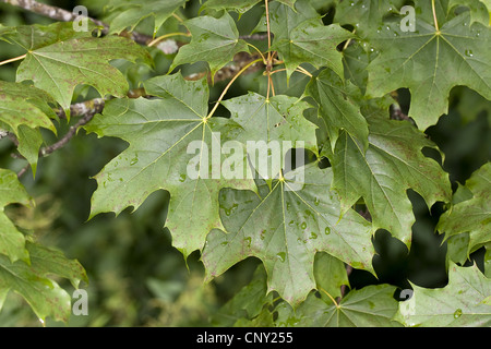 Norway maple (Acer platanoides), leaves on a branch, Germany Stock Photo