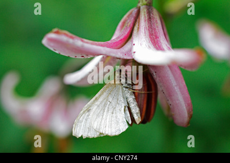 martagon lily, purple turk's cap lily (Lilium martagon), White butterfly sitting on a martagon lily, Germany, Bavaria Stock Photo