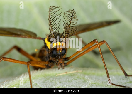 Crane Fly, Cranefly (Ctenophora ornata, Cnemoncosis ornata), male with comb shaped antenna, Germany Stock Photo