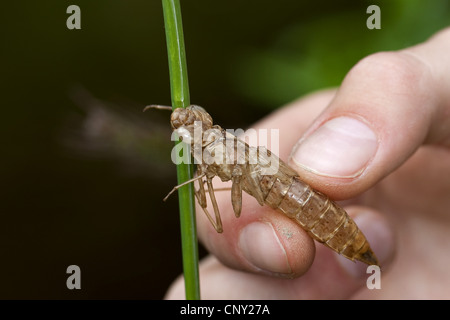 emperor dragonfly (Anax imperator), child collecting an exuvia at a lake shore, Germany Stock Photo