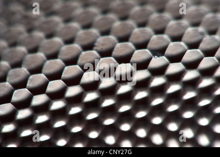 blue-green darner, southern aeshna, southern hawker (Aeshna cyanea), detail of compound eye of a dragonfly, Germany Stock Photo