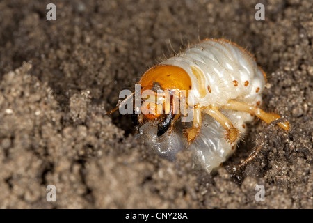 common cockchafer, maybug (Melolontha melolontha), larva in soil ground, Germany Stock Photo