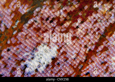 peacock moth, peacock (Inachis io, Nymphalis io), detail of a wing of a butterfly, Germany Stock Photo