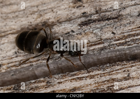 Field ant, Black ant (Lasius spec.), queen, Germany Stock Photo