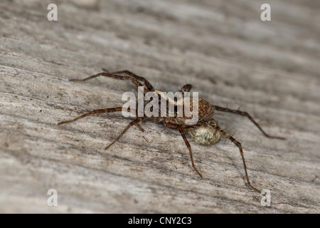 wolf spider, ground spider (Lycosidae), female carrying cocoon at the abdomen, Pardosa lugubris s.l. Stock Photo